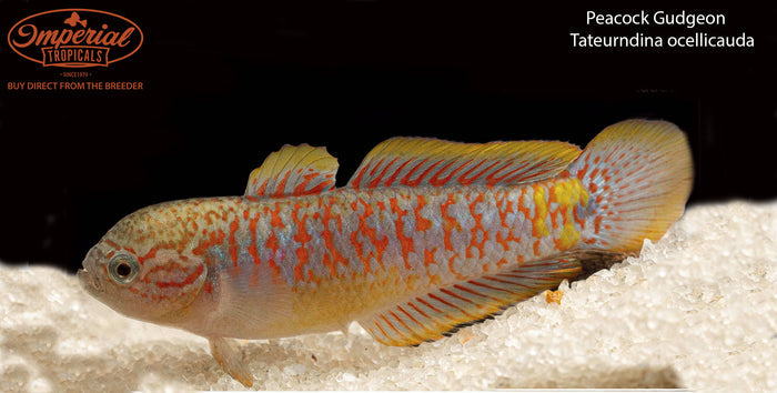 Peacock Gudgeon (Tateurndina ocellicauda)