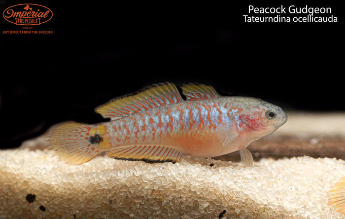 Peacock Gudgeon (Tateurndina ocellicauda)