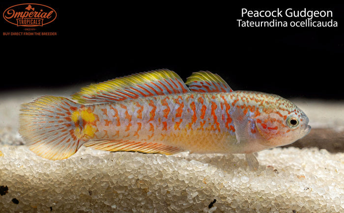 Peacock Gudgeon (Tateurndina ocellicauda)