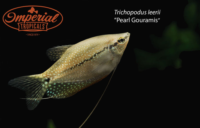 Pearl Gourami