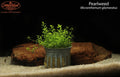 Pearlweed (Micranthemum glomeratus)