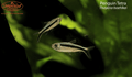 Penguin Tetra