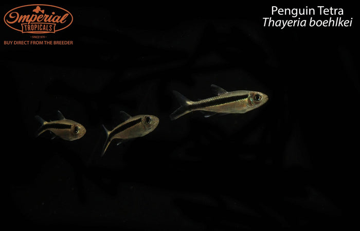 Penguin Tetra