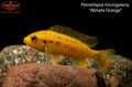 Petrotilapia microgalana "Nkhata Orange"