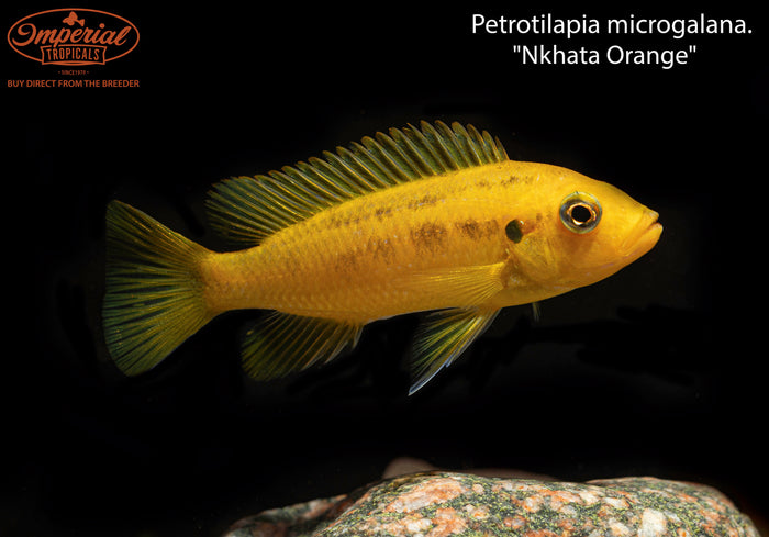 Petrotilapia microgalana "Nkhata Orange"