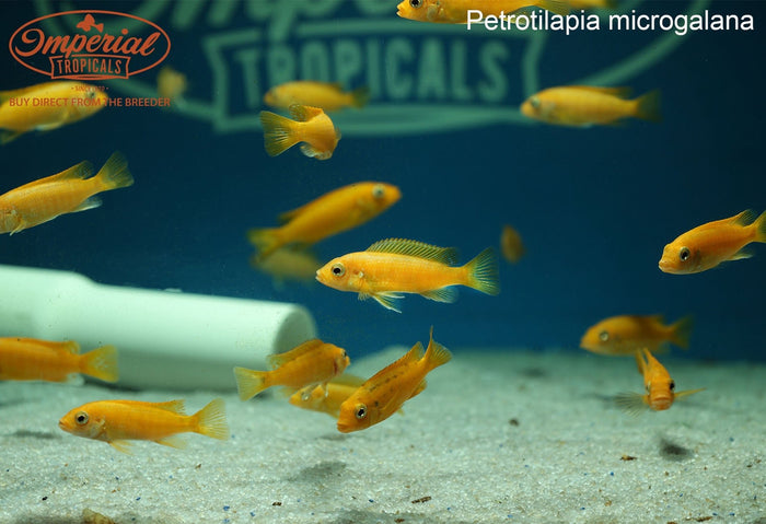Petrotilapia microgalana "Nkhata Orange"