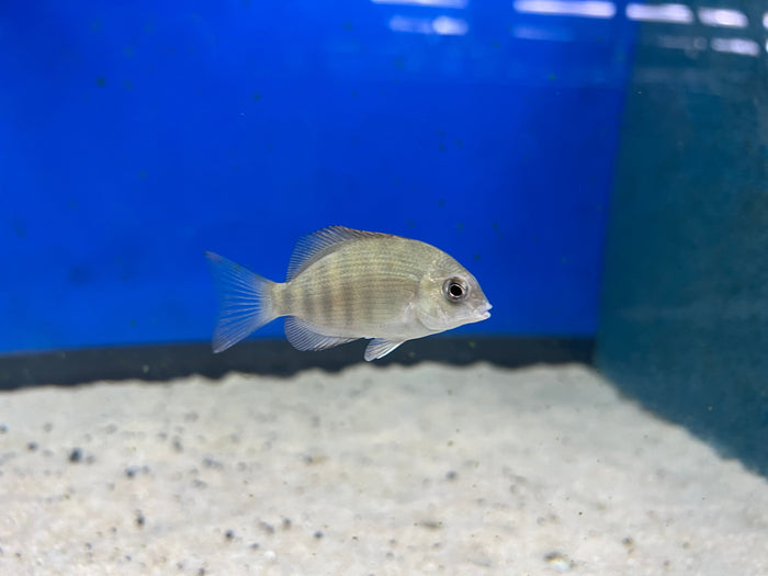 Pinstripe Damba Cichlid