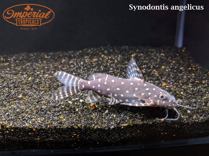 Polka Dot Squeaker Cat (Synodontis angelicus) - Imperial Tropicals