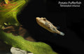 Potato Pufferfish (Tetraodon miurus)