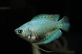 Dwarf Blue Neon Gourami (Trichogaster lalius) - Imperial Tropicals
