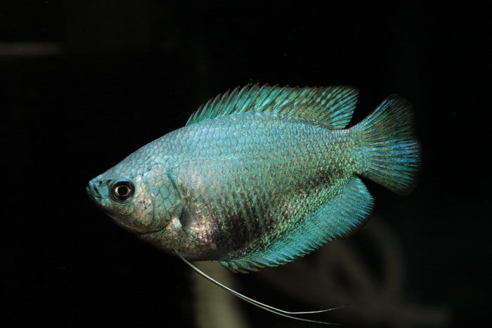 Dwarf Blue Neon Gourami (Trichogaster lalius) - Imperial Tropicals