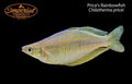 Price's Rainbowfish
