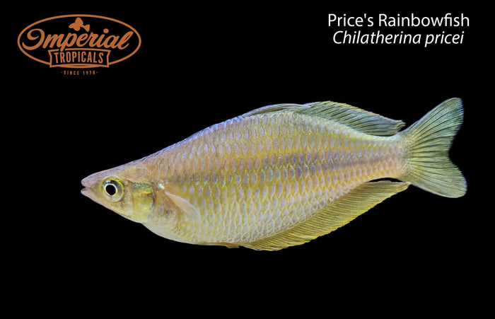 Price's Rainbowfish