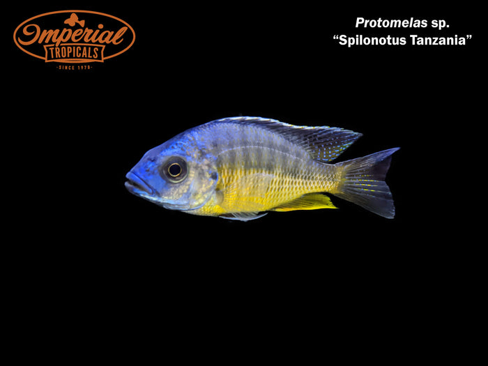 Protomelas sp. "Spilonotus Tanzania"