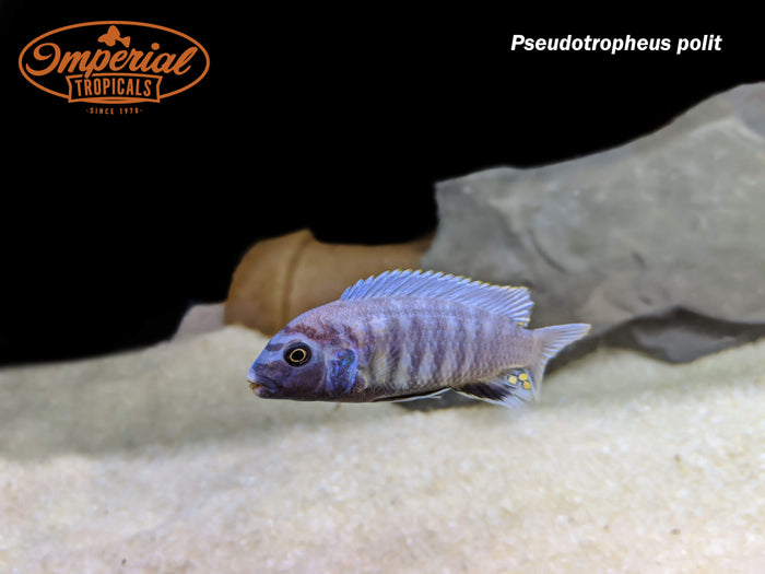 Pseudotropheus polit