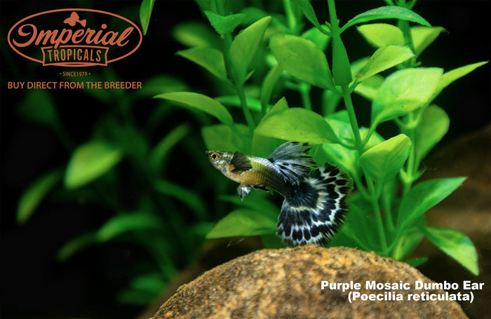 Purple Mosaic Dumbo Ear Guppy