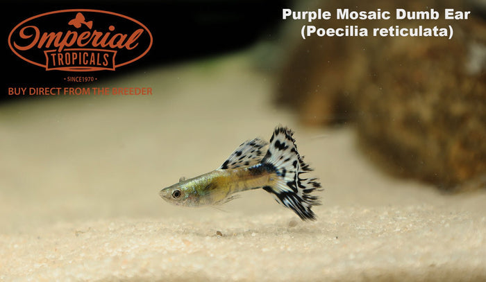 Purple Mosaic Dumbo Ear Guppy