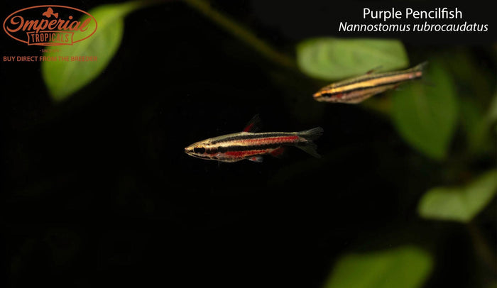 Purple Pencilfish