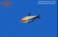 Rainbow Emperor Tetra