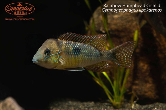 Rainbow Humphead Cichlid (Gymnogeophagus lipokarenos)