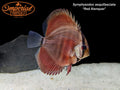 Red Alenquer Discus