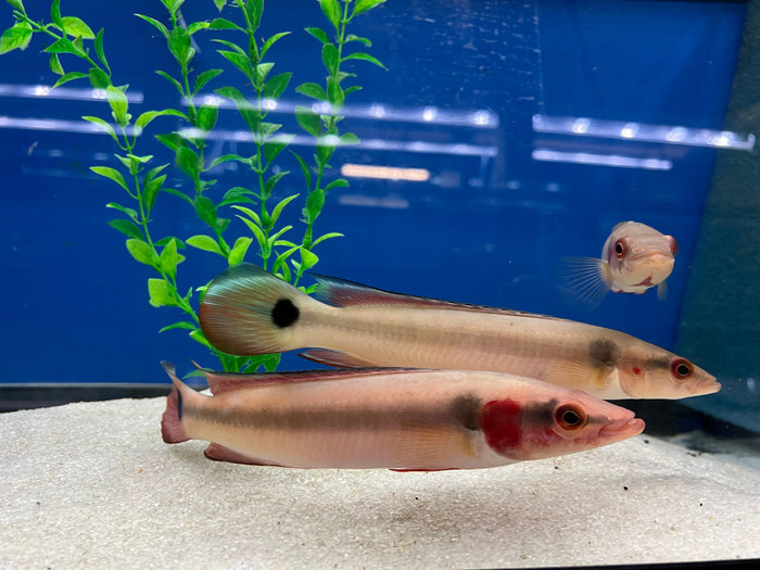 Red Atabapo Pike Cichlid