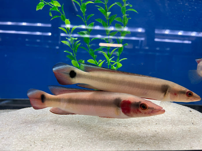 Red Atabapo Pike Cichlid