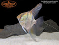 Red Back Amapa Angelfish