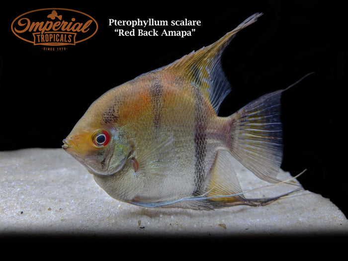 Red Back Amapa Angelfish