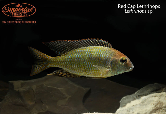 Red Cap Lethrinops
