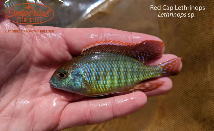 Red Cap Lethrinops