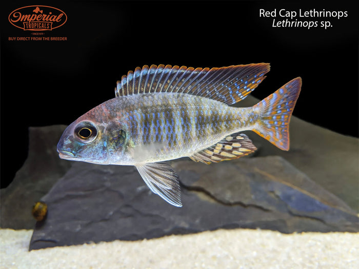 Red Cap Lethrinops
