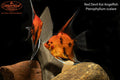 Red Devil Koi Angelfish