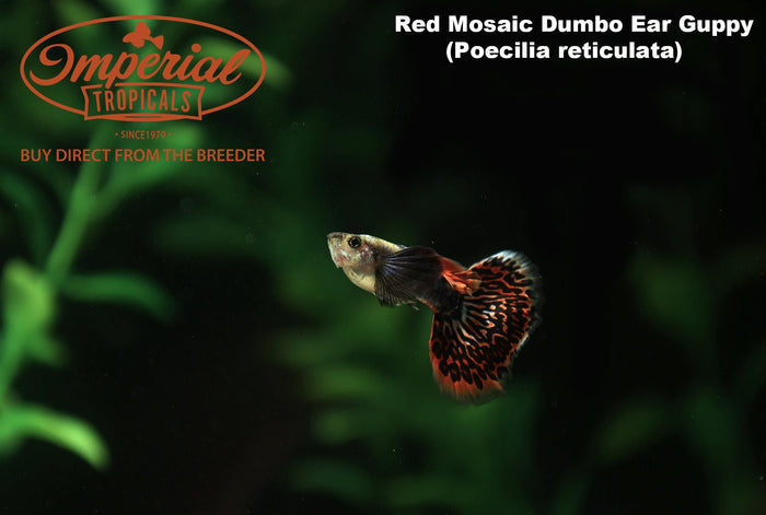 Red Dragon Dumbo Ear Guppy