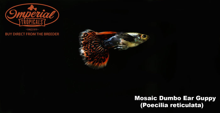 Red Dragon Dumbo Ear Guppy