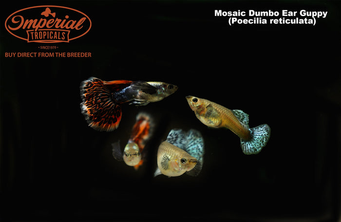 Red Dragon Dumbo Ear Guppy