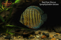 Red Eye Discus (Symphysodon tarzoo)