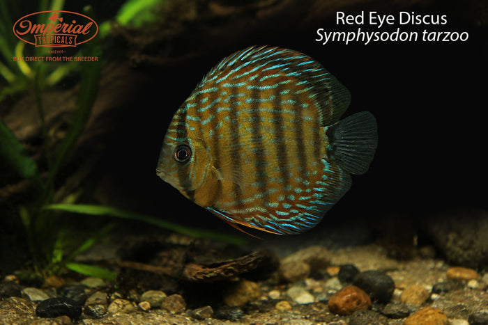 Red Eye Discus (Symphysodon tarzoo)