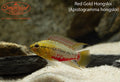 Red Gold Hongsloi