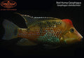 Red Hump Geophagus