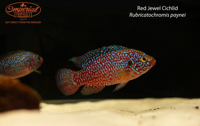 Red Jewel Cichlid (Rubricatochromis paynei)