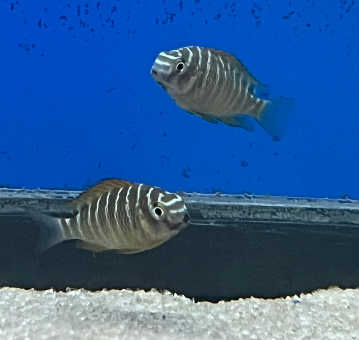 Red Kachese Tropheus