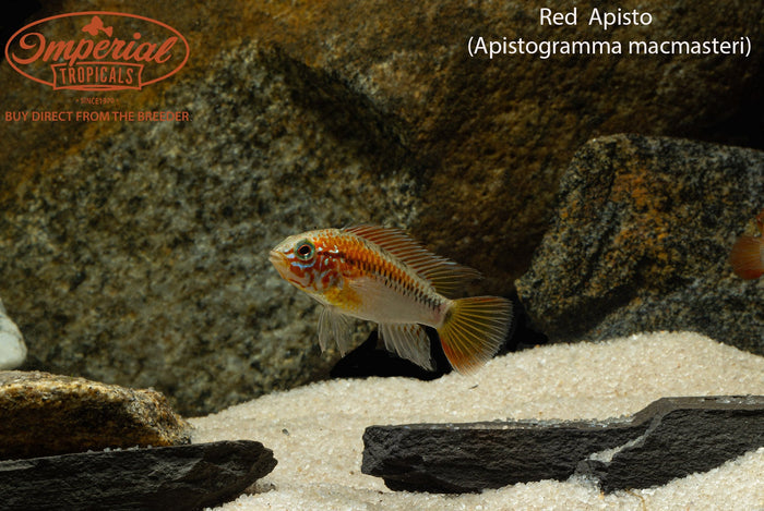 Red Neck Apistogramma (Apistogramma macmasteri)