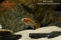 Red Neck Apistogramma (Apistogramma macmasteri)