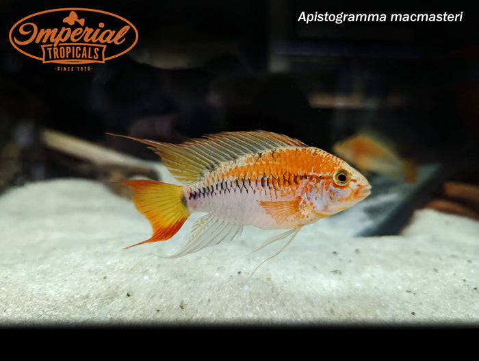 Red Neck Apistogramma (Apistogramma macmasteri)