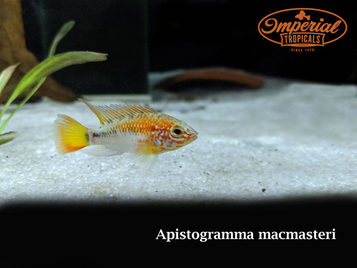 Red Neck Apistogramma (Apistogramma macmasteri)