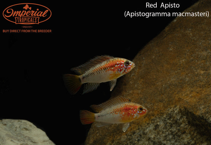 Red Neck Apistogramma (Apistogramma macmasteri)