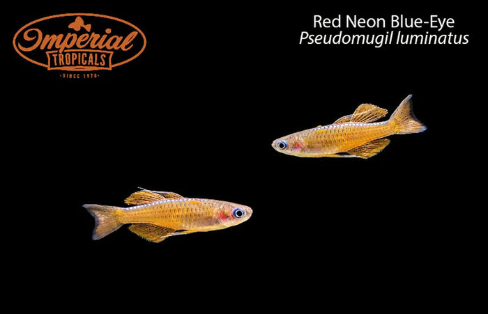 Red Neon Blue-Eye