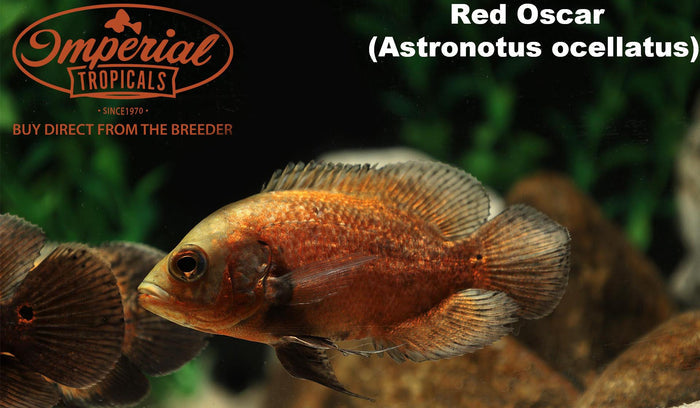 Red Oscar