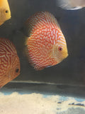 Red Pigeon Discus (Symphysodon aequifasciata) - Imperial Tropicals